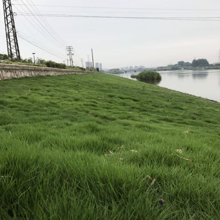 南京秦淮河原硬质护坡改造