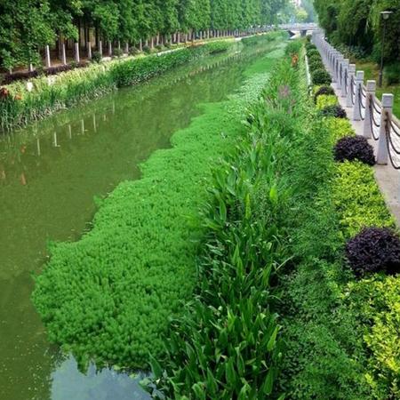 上海徐汇区桂林西街景观河道原硬质护坡改造工程